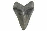 Serrated, Fossil Megalodon Tooth - South Carolina #321340-1